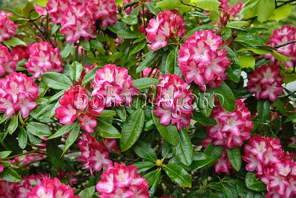 454068 - Rhododendron hybride à grandes fleurs (Rhododendron Eruption)