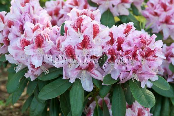 502392 - Rhododendron hybride à grandes fleurs (Rhododendron Belami)