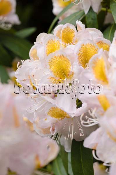 520394 - Rhododendron hybride à grandes fleurs (Rhododendron Mrs J.G. Millais)