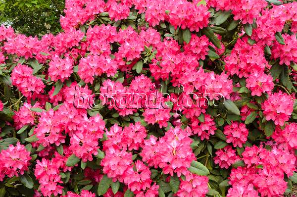 520398 - Rhododendron hybride à grandes fleurs (Rhododendron Ronsdorf)