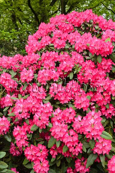 520399 - Rhododendron hybride à grandes fleurs (Rhododendron Ronsdorf)