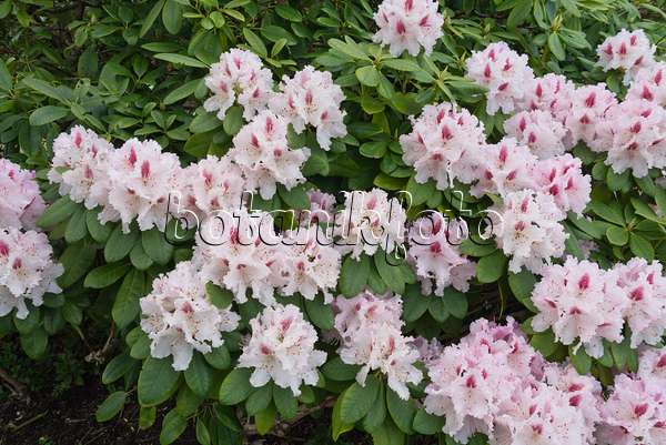 544059 - Rhododendron hybride à grandes fleurs (Rhododendron Le Progrès)