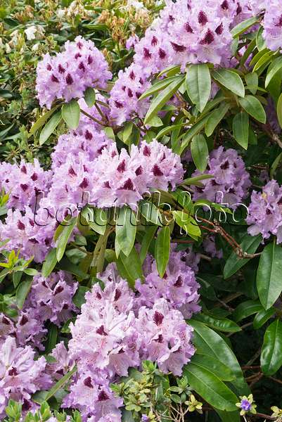 544155 - Rhododendron hybride à grandes fleurs (Rhododendron Alfred)