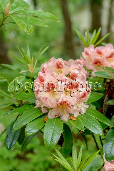 558222 - Rhododendron hybride à grandes fleurs (Rhododendron Phillip)
