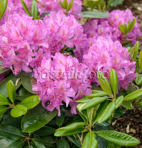 575313 - Rhododendron hybride à grandes fleurs (Rhododendron Pink Purple Dream)