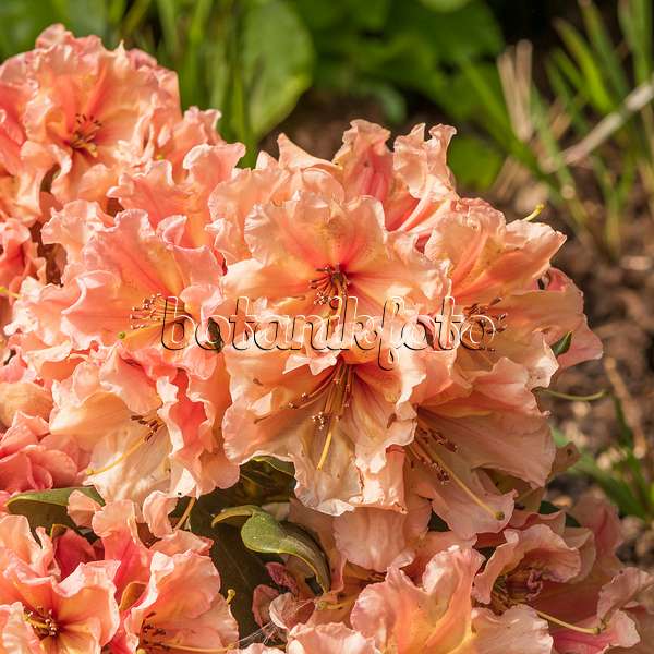 625344 - Rhododendron hybride à grandes fleurs (Rhododendron Sun Glory)