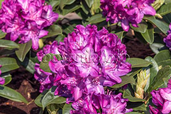 638221 - Rhododendron hybride à grandes fleurs (Rhododendron Anatevka)