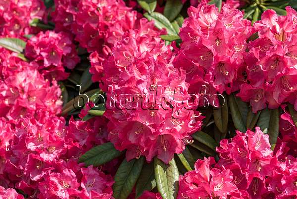638224 - Rhododendron hybride à grandes fleurs (Rhododendron Berliner Liebe)