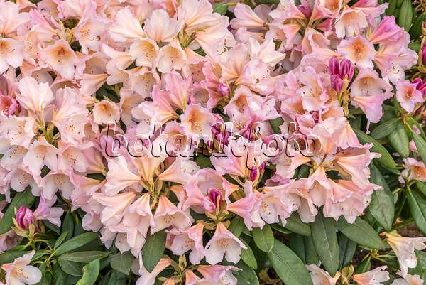 638227 - Rhododendron hybride à grandes fleurs (Rhododendron Bürgerpark Bremen)