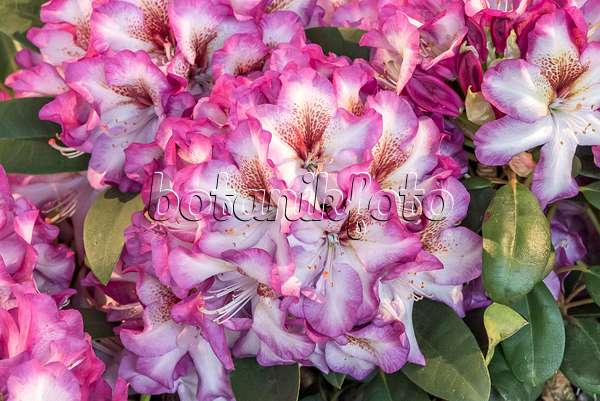 638243 - Rhododendron hybride à grandes fleurs (Rhododendron Hans Hachmann)