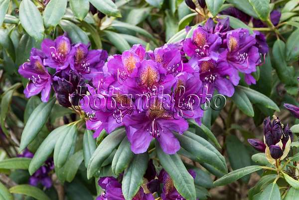 638258 - Rhododendron hybride à grandes fleurs (Rhododendron Marcel Menard)