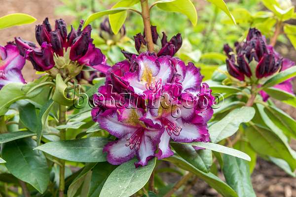 638259 - Rhododendron hybride à grandes fleurs (Rhododendron Midnight Magic)