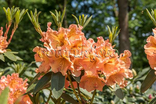 638266 - Rhododendron hybride à grandes fleurs (Rhododendron Olga)