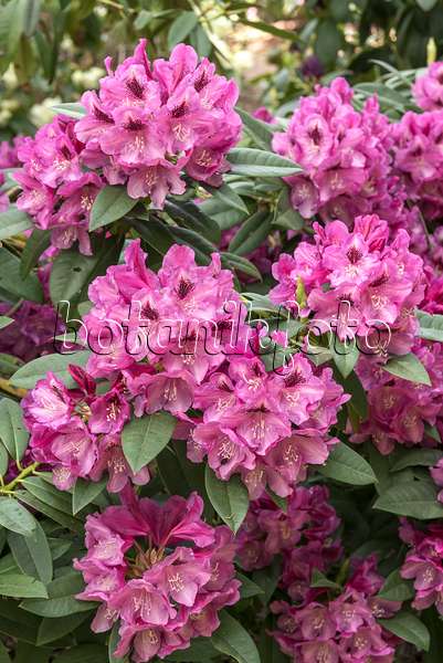 638272 - Rhododendron hybride à grandes fleurs (Rhododendron Professor Hugo de Vries)