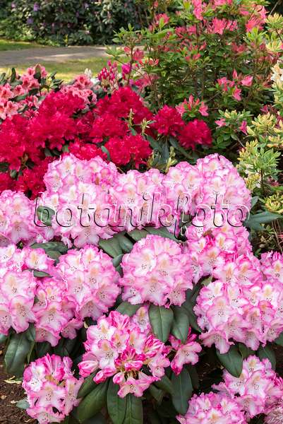 638280 - Rhododendron hybride à grandes fleurs (Rhododendron Saskia)