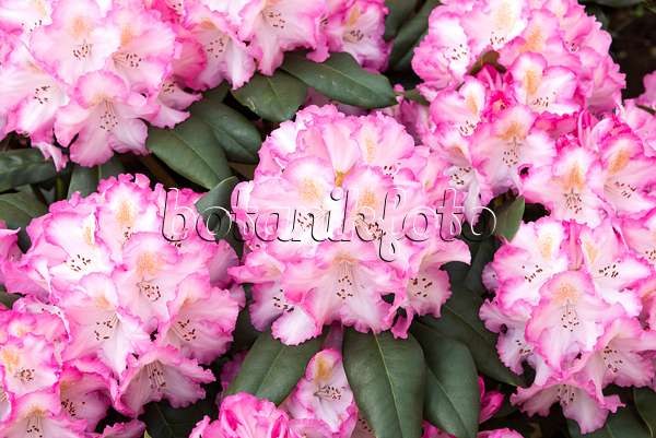 638281 - Rhododendron hybride à grandes fleurs (Rhododendron Saskia)
