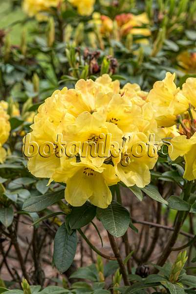 638300 - Rhododendron hybride à grandes fleurs (Rhododendron Golden Everest)