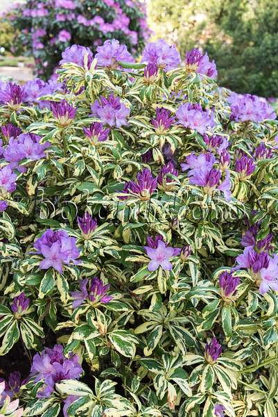638309 - Rhododendron hybride à grandes fleurs (Rhododendron Aureovariegatum)
