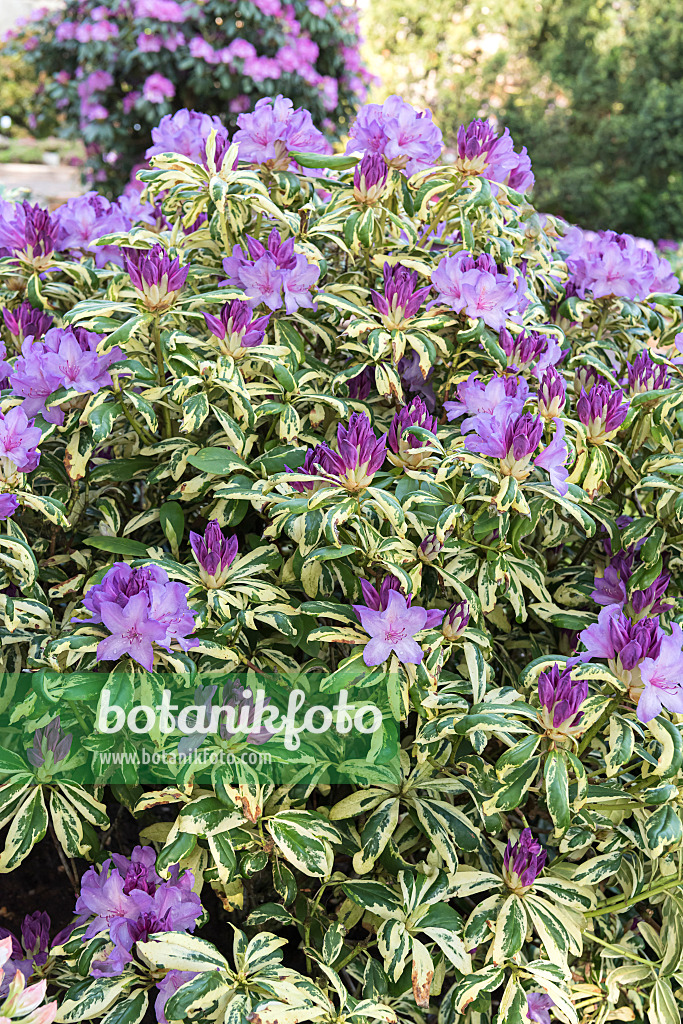 638309 - Rhododendron hybride à grandes fleurs (Rhododendron Aureovariegatum)