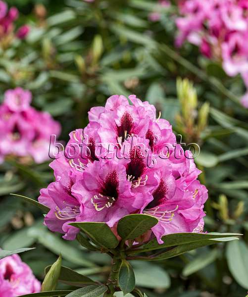 651471 - Rhododendron hybride à grandes fleurs (Rhododendron Kokardia)