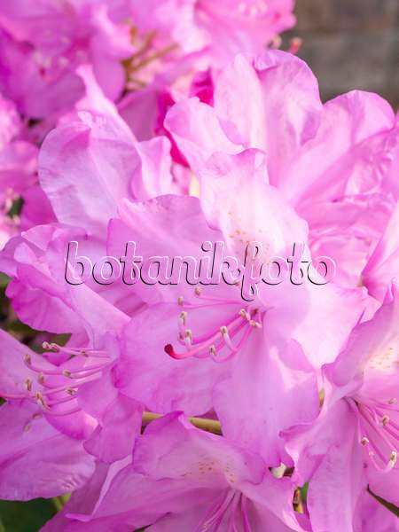 413021 - Rhododendron (Rhododendron)