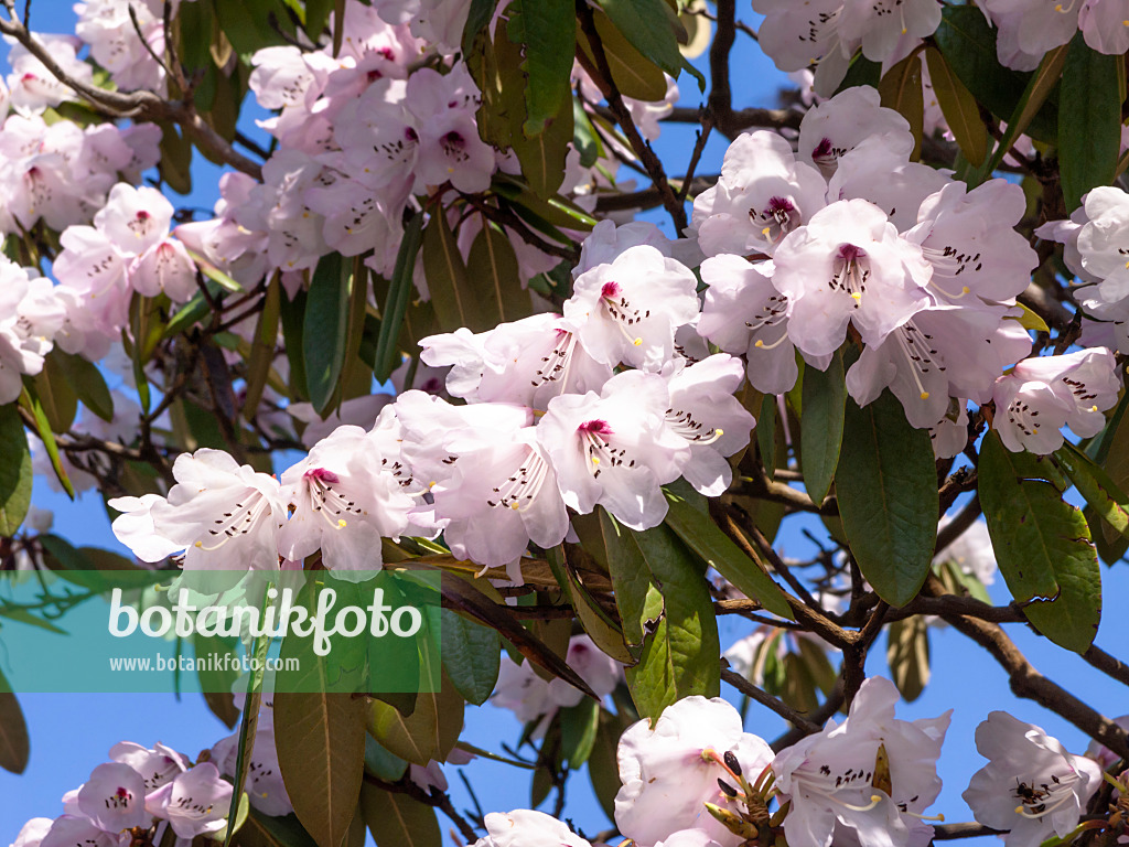 436232 - Rhododendron (Rhododendron)