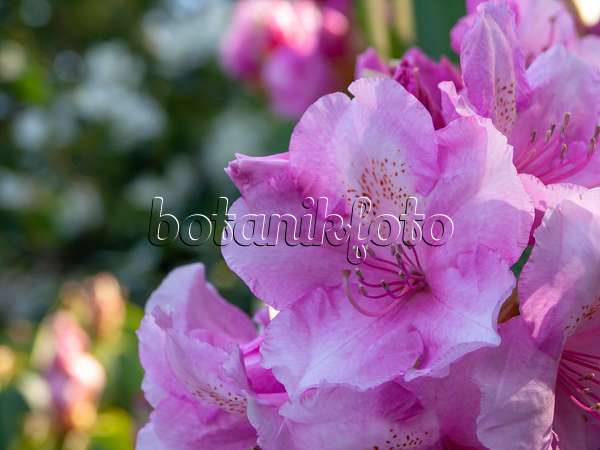 437272 - Rhododendron (Rhododendron)