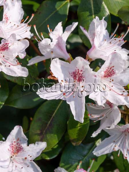 459051 - Rhododendron (Rhododendron)