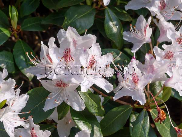 459052 - Rhododendron (Rhododendron)