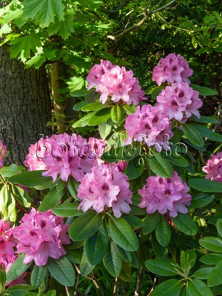 460074 - Rhododendron (Rhododendron)