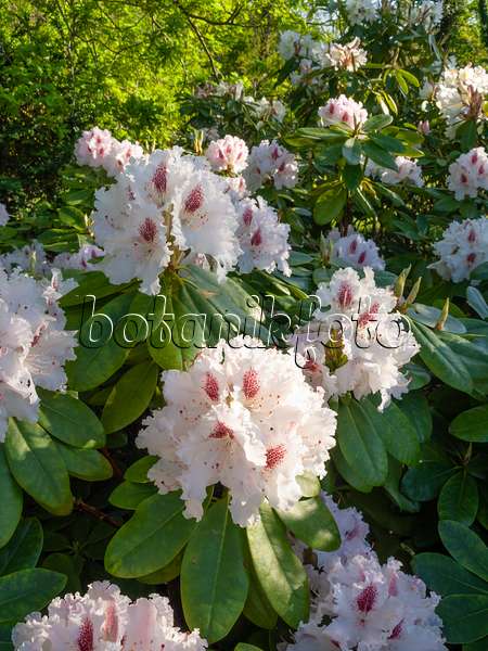 460076 - Rhododendron (Rhododendron)