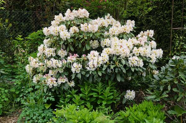 544102 - Rhododendron (Rhododendron)