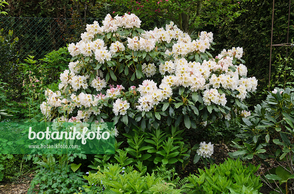 544102 - Rhododendron (Rhododendron)