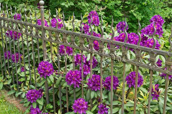 544181 - Rhododendron (Rhododendron) at a garden fence