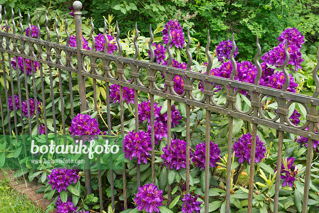 544181 - Rhododendron (Rhododendron) at a garden fence