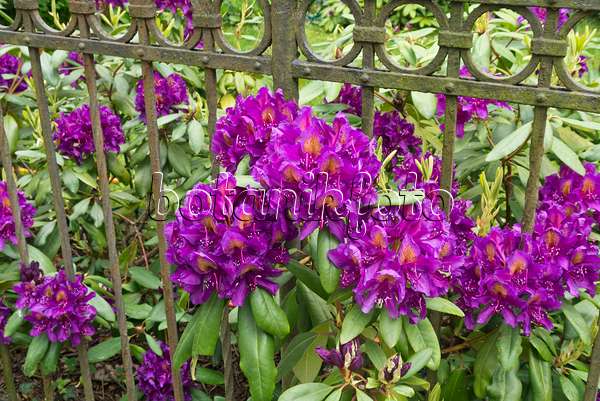 544182 - Rhododendron (Rhododendron) at a garden fence