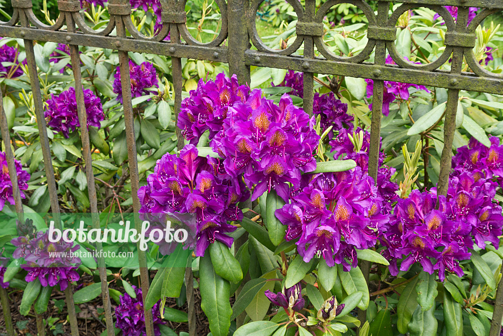 544182 - Rhododendron (Rhododendron) at a garden fence