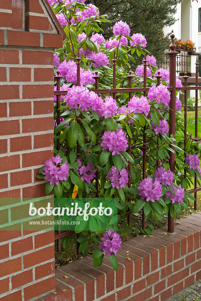 544190 - Rhododendron (Rhododendron) at a garden fence