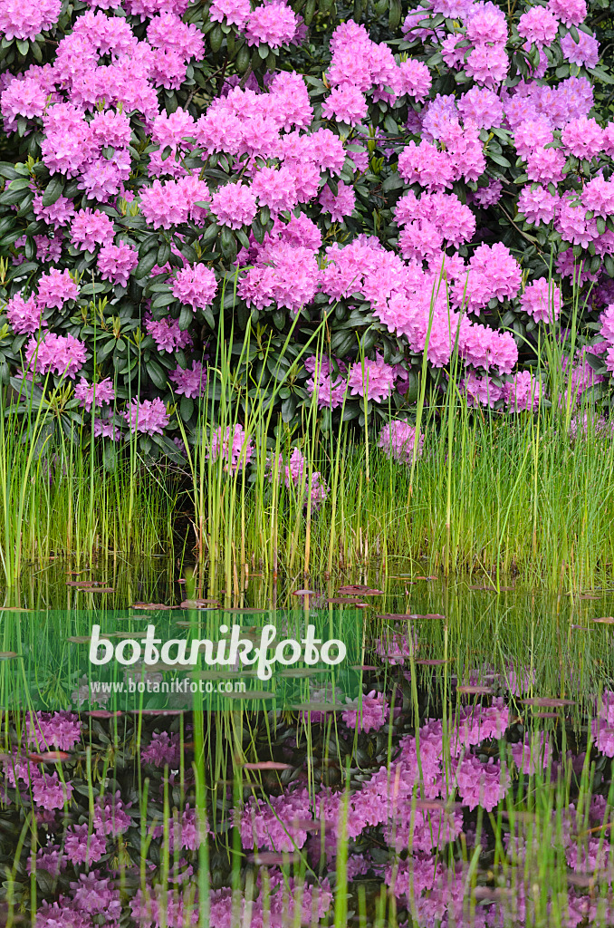 520412 - Rhododendron (Rhododendron) at a garden pond