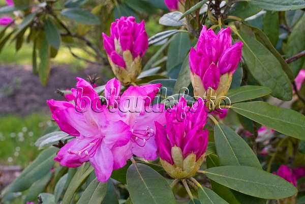 570046 - Rhododendron (Rhododendron augustinii)