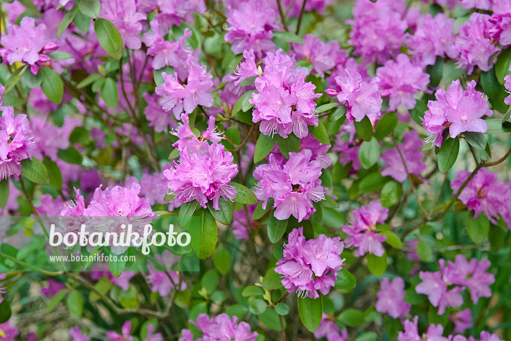 490131 - Rhododendron (Rhododendron carolinianum 'P.J. Mezitt')