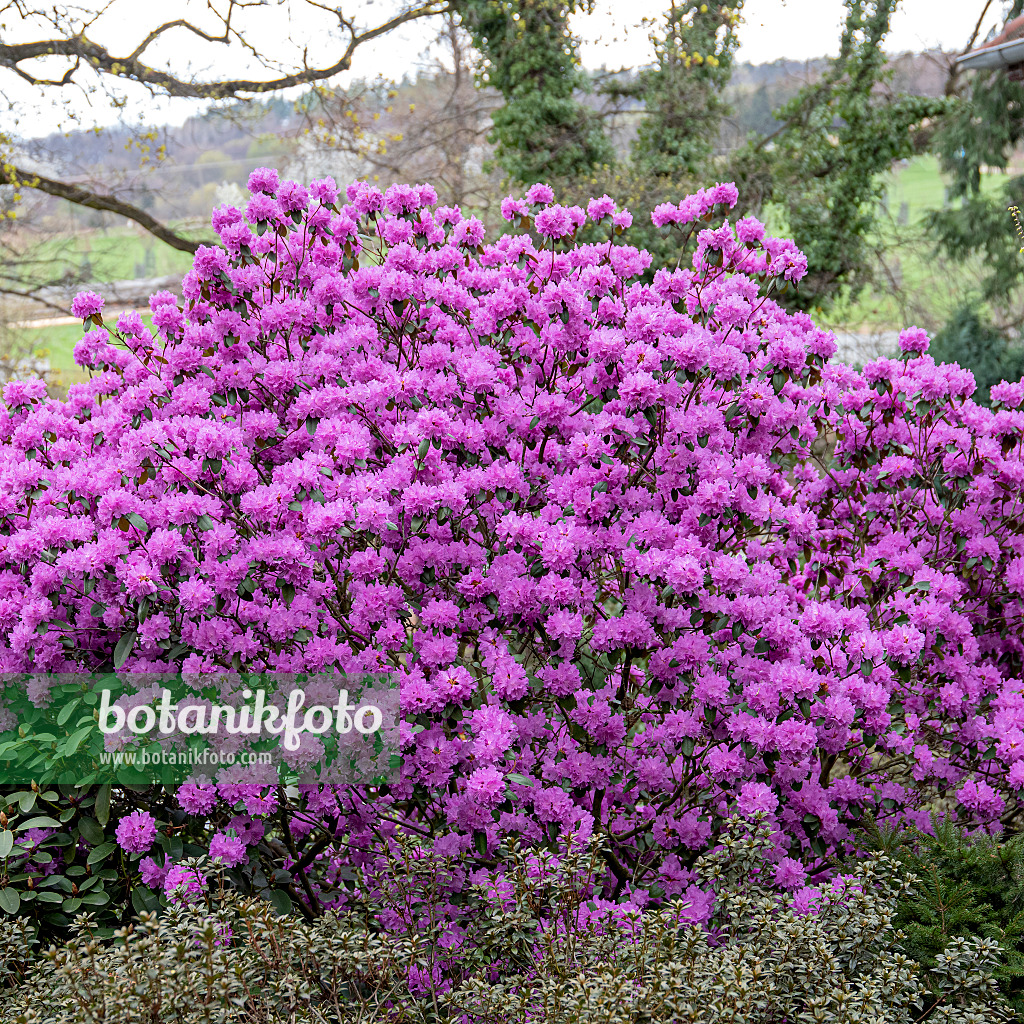 616309 - Rhododendron (Rhododendron carolinianum 'P.J.M. Regal')