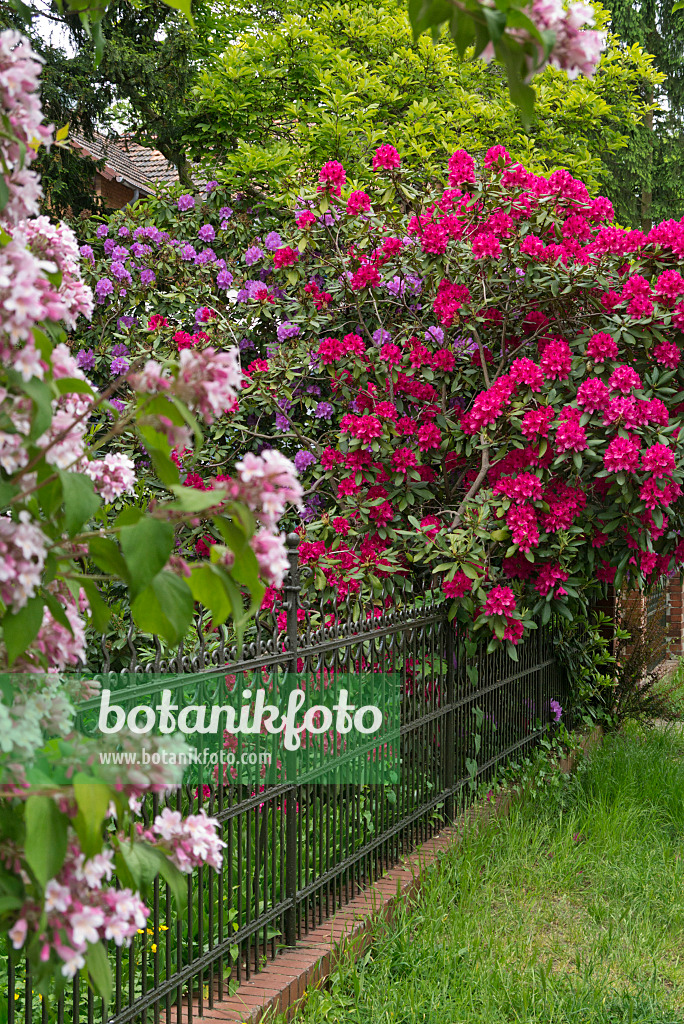 544193 - Rhododendron (Rhododendron) dans un jardin de devant