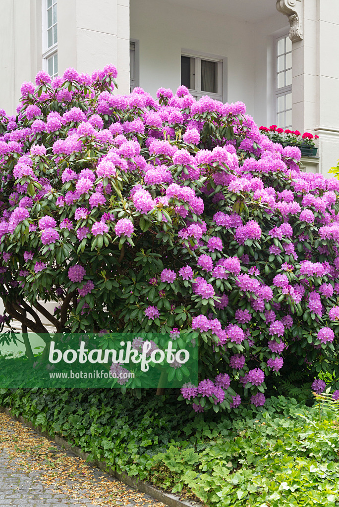 545048 - Rhododendron (Rhododendron) dans un jardin de devant