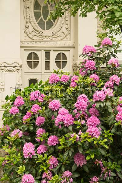 545051 - Rhododendron (Rhododendron) dans un jardin de devant