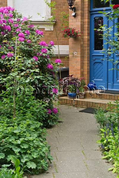 544191 - Rhododendron (Rhododendron) devant l'entrée d'une maison