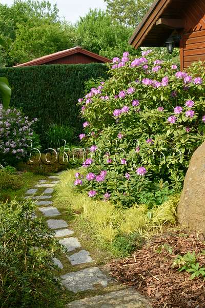 556058 - Rhododendron (Rhododendron) devant un abri de jardin