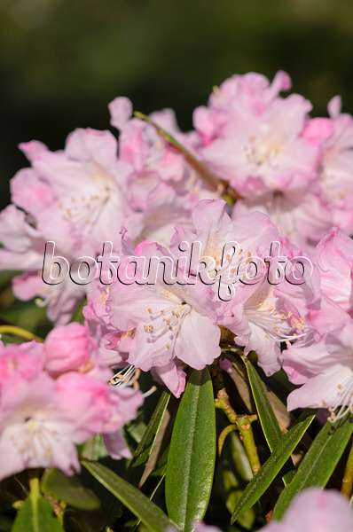 520025 - Rhododendron (Rhododendron fauriei syn. Rhododendron brachycarpum)