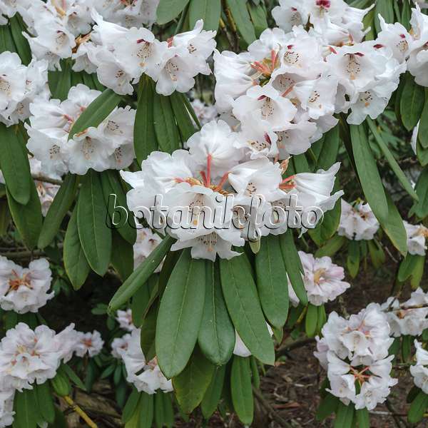 547272 - Rhododendron (Rhododendron fauriei syn. Rhododendron brachycarpum)