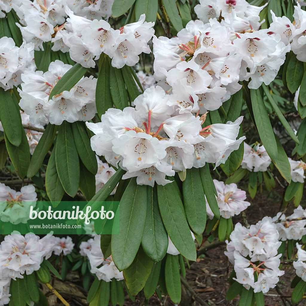 547272 - Rhododendron (Rhododendron fauriei syn. Rhododendron brachycarpum)